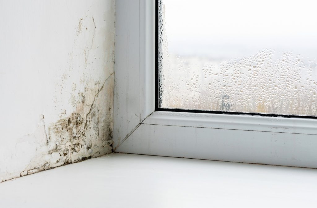 mould