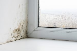 mould